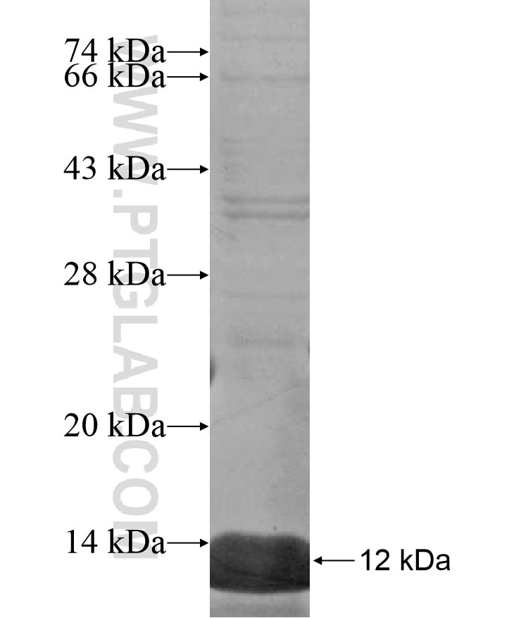 PROKR1 fusion protein Ag17187 SDS-PAGE