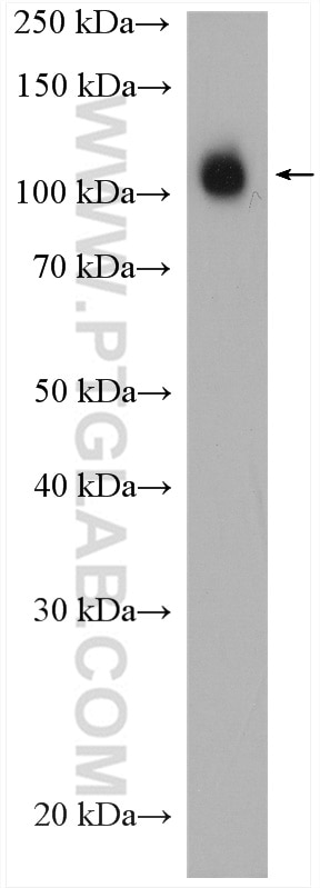 Western Blot (WB) analysis of HT-29 cells using CD133 Polyclonal antibody (18470-1-AP)