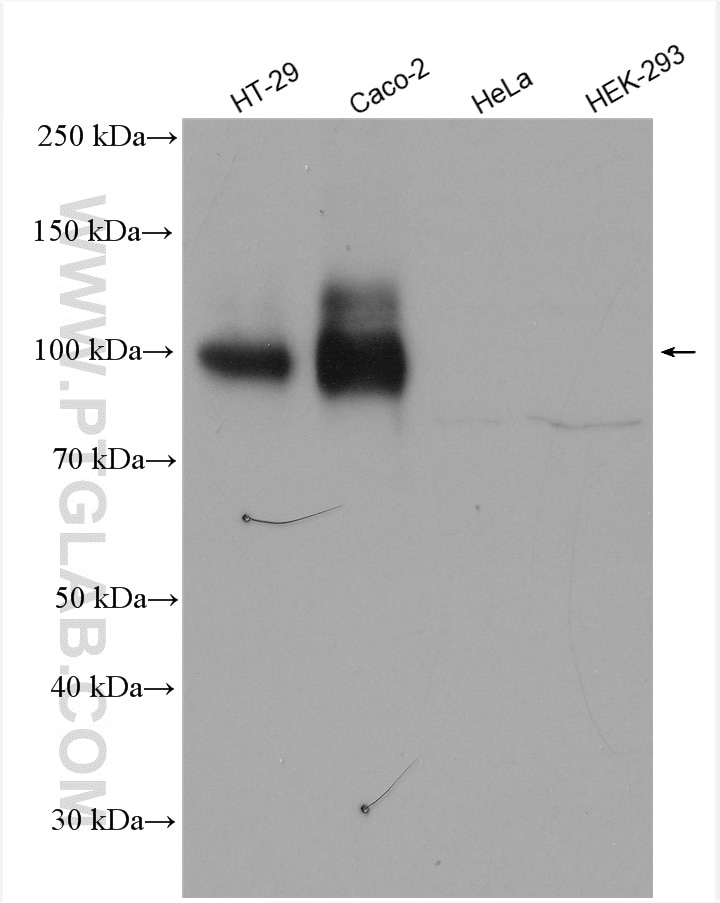 Western Blot (WB) analysis of various lysates using CD133 Polyclonal antibody (18470-1-AP)