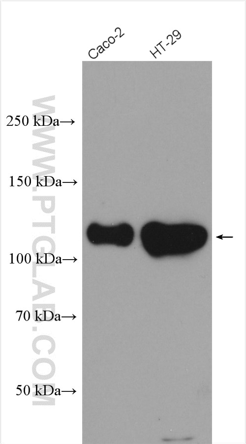 Western Blot (WB) analysis of various lysates using CD133 Polyclonal antibody (18495-1-AP)