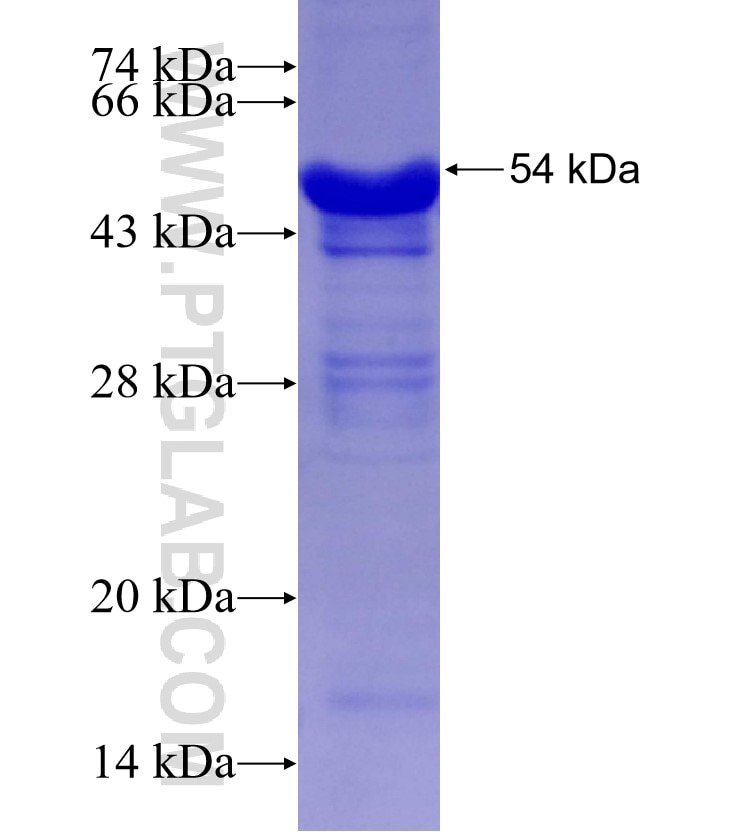 CD133 fusion protein Ag13327 SDS-PAGE