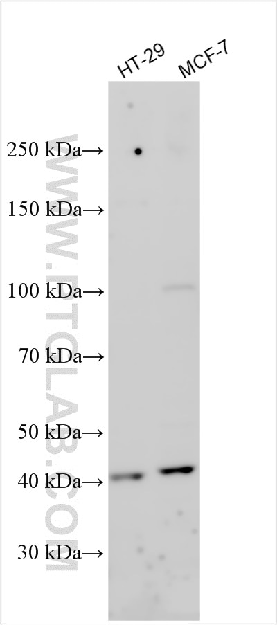 Western Blot (WB) analysis of various lysates using PROM2 Polyclonal antibody (20727-1-AP)