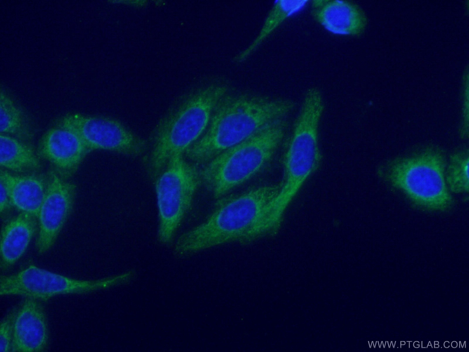Immunofluorescence (IF) / fluorescent staining of HepG2 cells using PROS1 Polyclonal antibody (16910-1-AP)