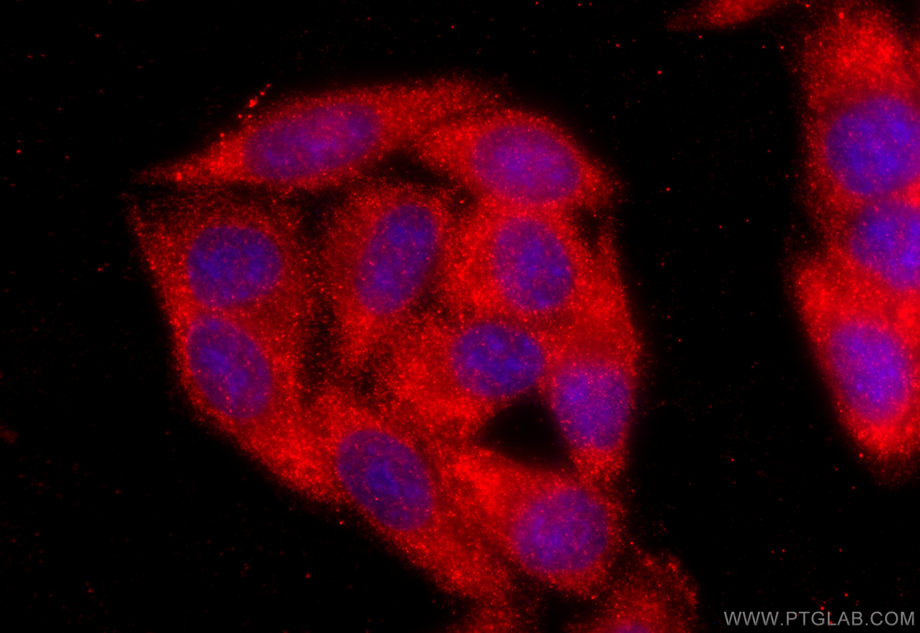 Immunofluorescence (IF) / fluorescent staining of HepG2 cells using PROS1 Polyclonal antibody (16910-1-AP)
