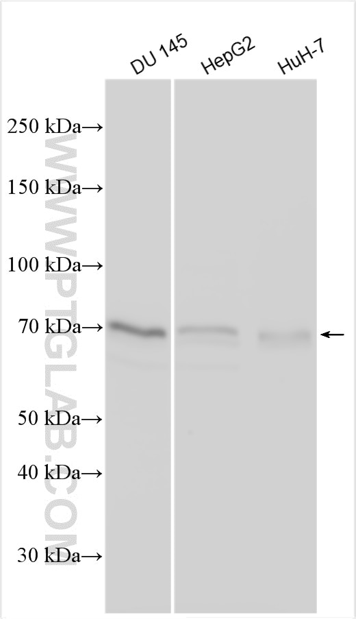 Western Blot (WB) analysis of various lysates using PROS1 Polyclonal antibody (16910-1-AP)