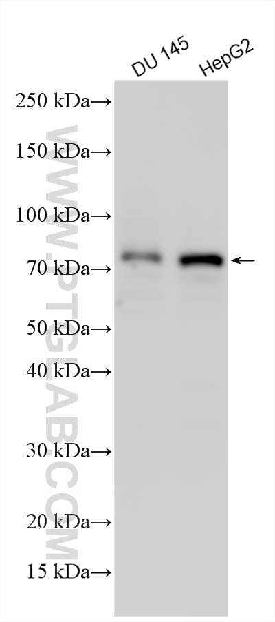 Western Blot (WB) analysis of various lysates using PROS1 Polyclonal antibody (16910-1-AP)