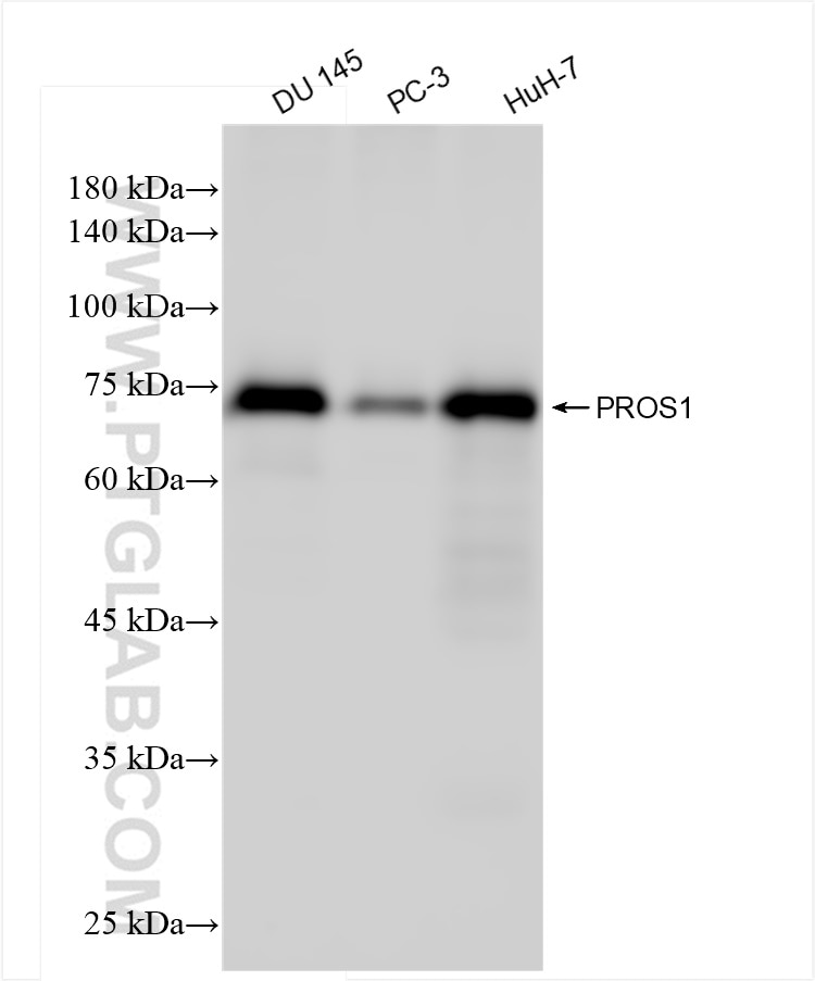 Western Blot (WB) analysis of various lysates using PROS1 Recombinant antibody (84107-2-RR)
