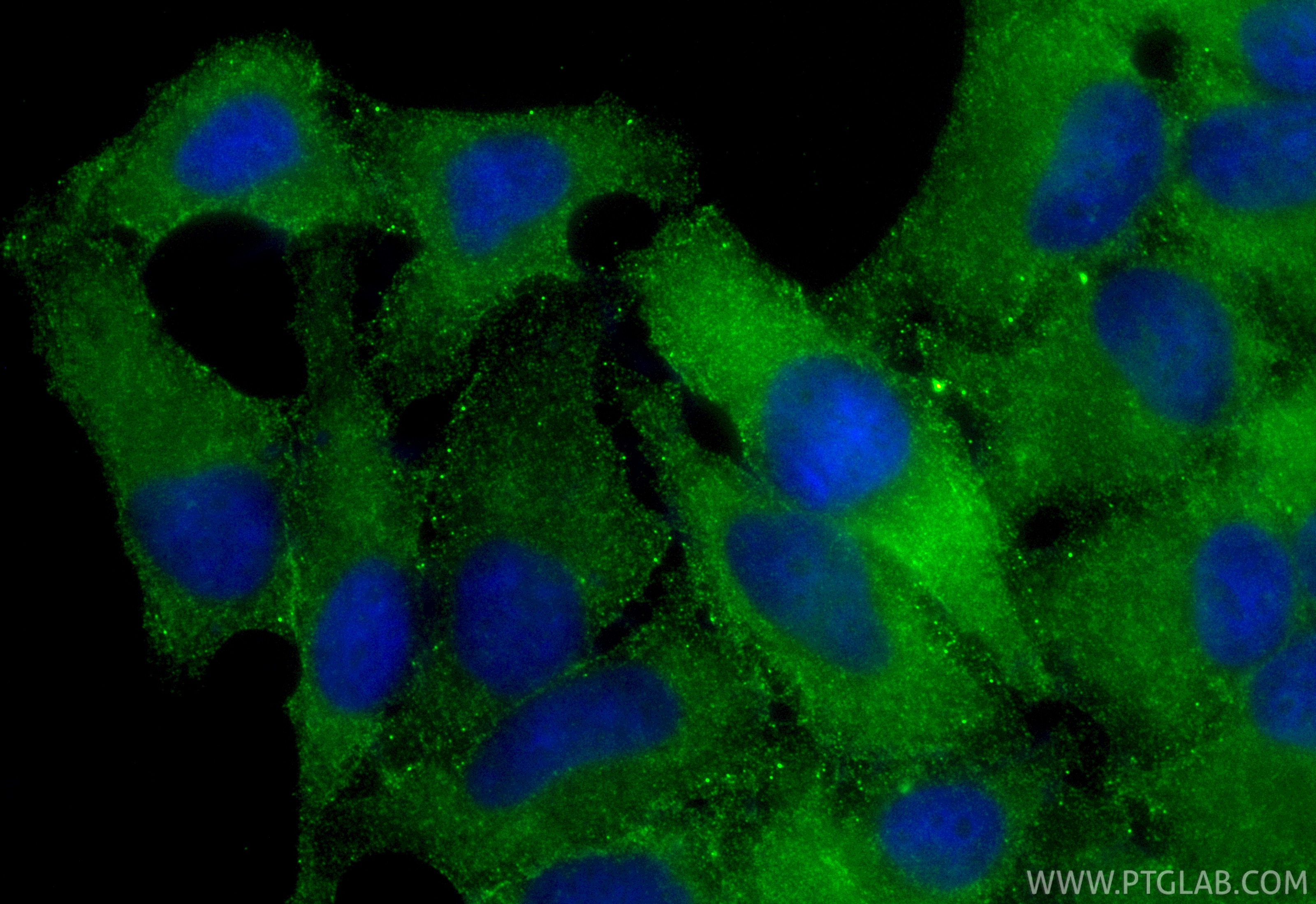 Immunofluorescent analysis of (-20°C Ethanol) fixed HepG2 cells using CoraLite® Plus 488 PROS1 antibody (CL488-84107-2, Clone: 241241E5 ) at dilution of 1:200. Immunofluorescence (IF) / fluorescent staining of HepG2 cells using CoraLite® Plus 488-conjugated PROS1 Recombinant mo (CL488-84107-2)