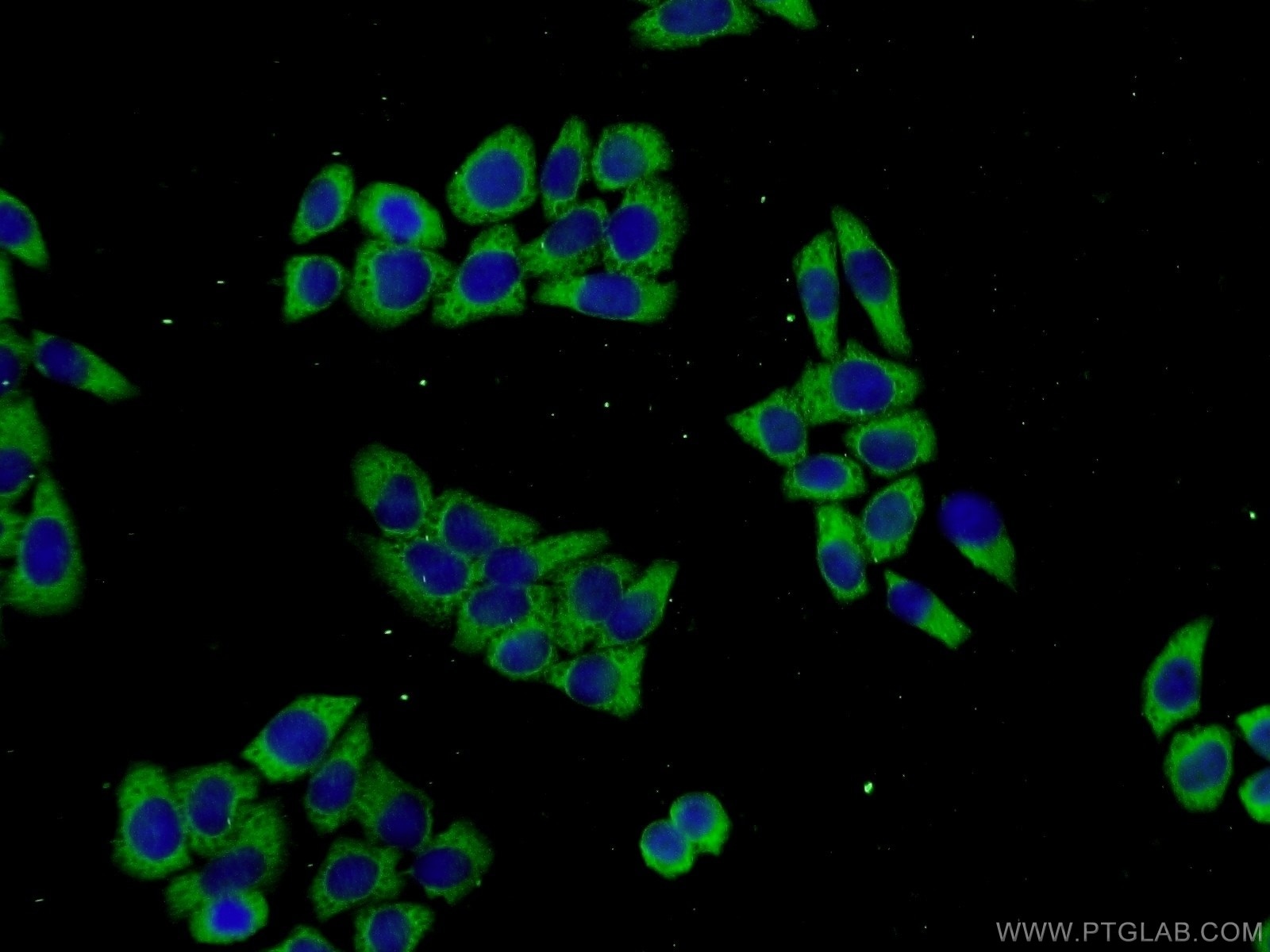 Immunofluorescence (IF) / fluorescent staining of L02 cells using PROSC Polyclonal antibody (25154-1-AP)