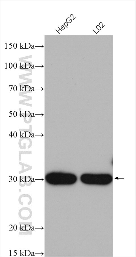 Western Blot (WB) analysis of various lysates using PROSC Polyclonal antibody (25154-1-AP)