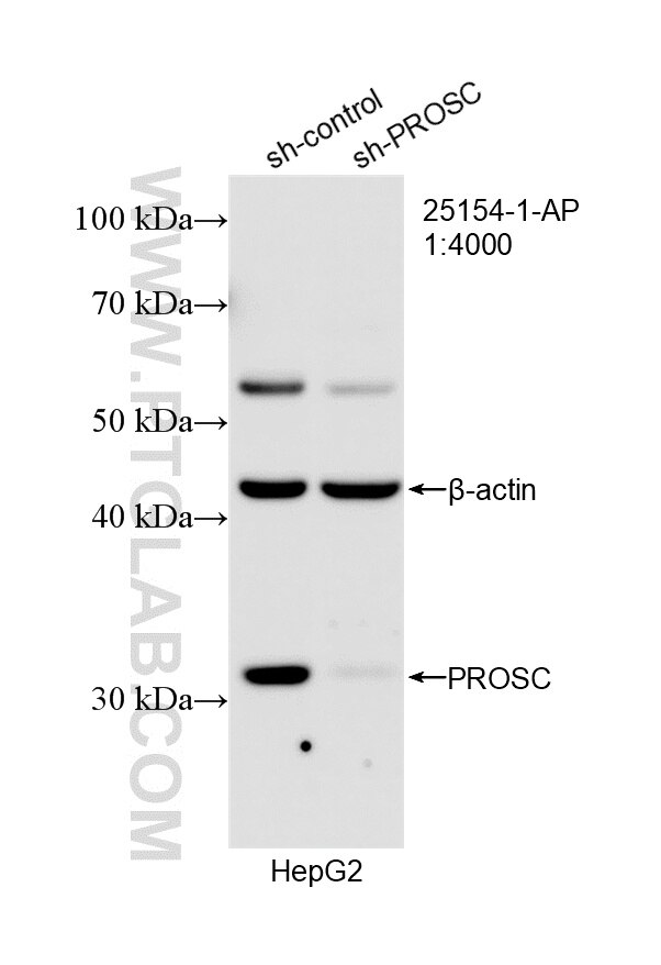 Western Blot (WB) analysis of HepG2 cells using PROSC Polyclonal antibody (25154-1-AP)