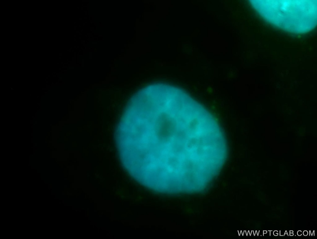 Immunofluorescence (IF) / fluorescent staining of HepG2 cells using PROX1 Polyclonal antibody (11067-2-AP)