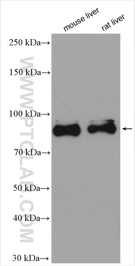 Western Blot (WB) analysis of various lysates using PROX1 Polyclonal antibody (11067-2-AP)