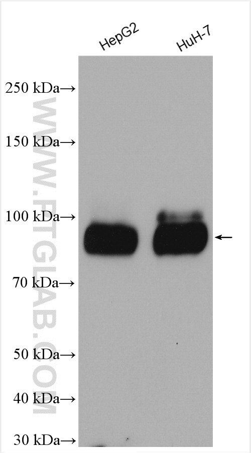Western Blot (WB) analysis of various lysates using PROX1 Polyclonal antibody (11067-2-AP)