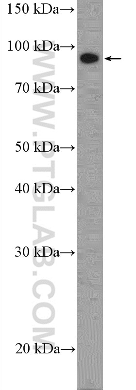 Western Blot (WB) analysis of MCF-7 cells using PROX1 Polyclonal antibody (11067-2-AP)