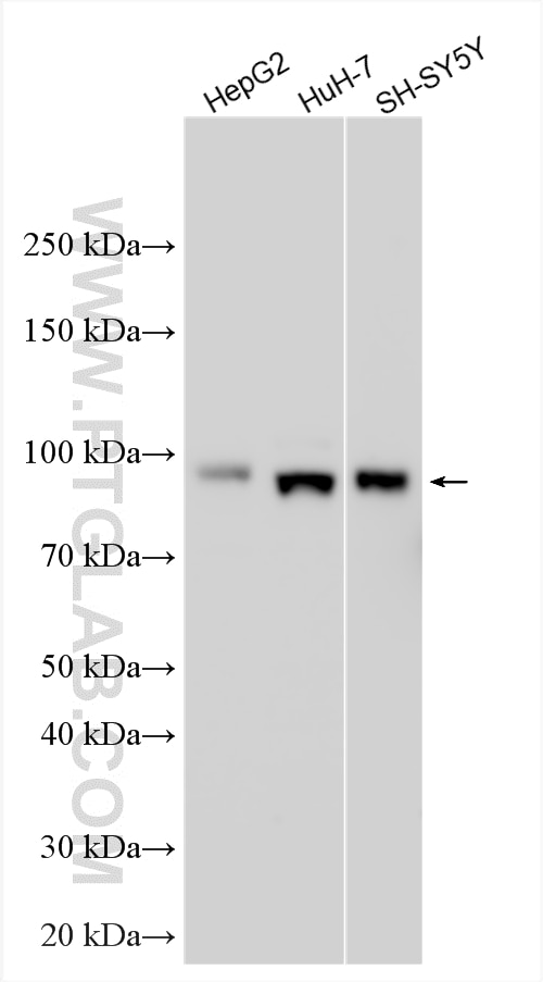 Western Blot (WB) analysis of various lysates using PROX1 Polyclonal antibody (11067-2-AP)