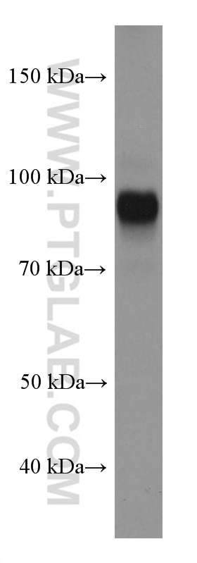 Western Blot (WB) analysis of HuH-7 cells using PROX1 Monoclonal antibody (67438-1-Ig)