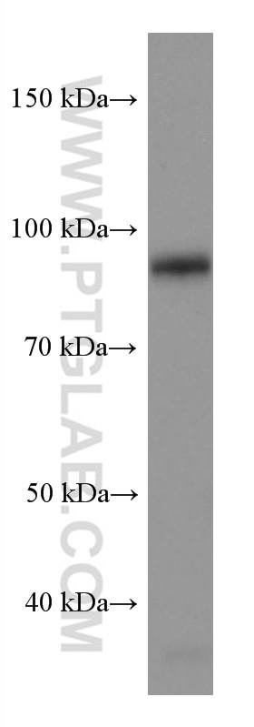 Western Blot (WB) analysis of rat liver tissue using PROX1 Monoclonal antibody (67438-1-Ig)