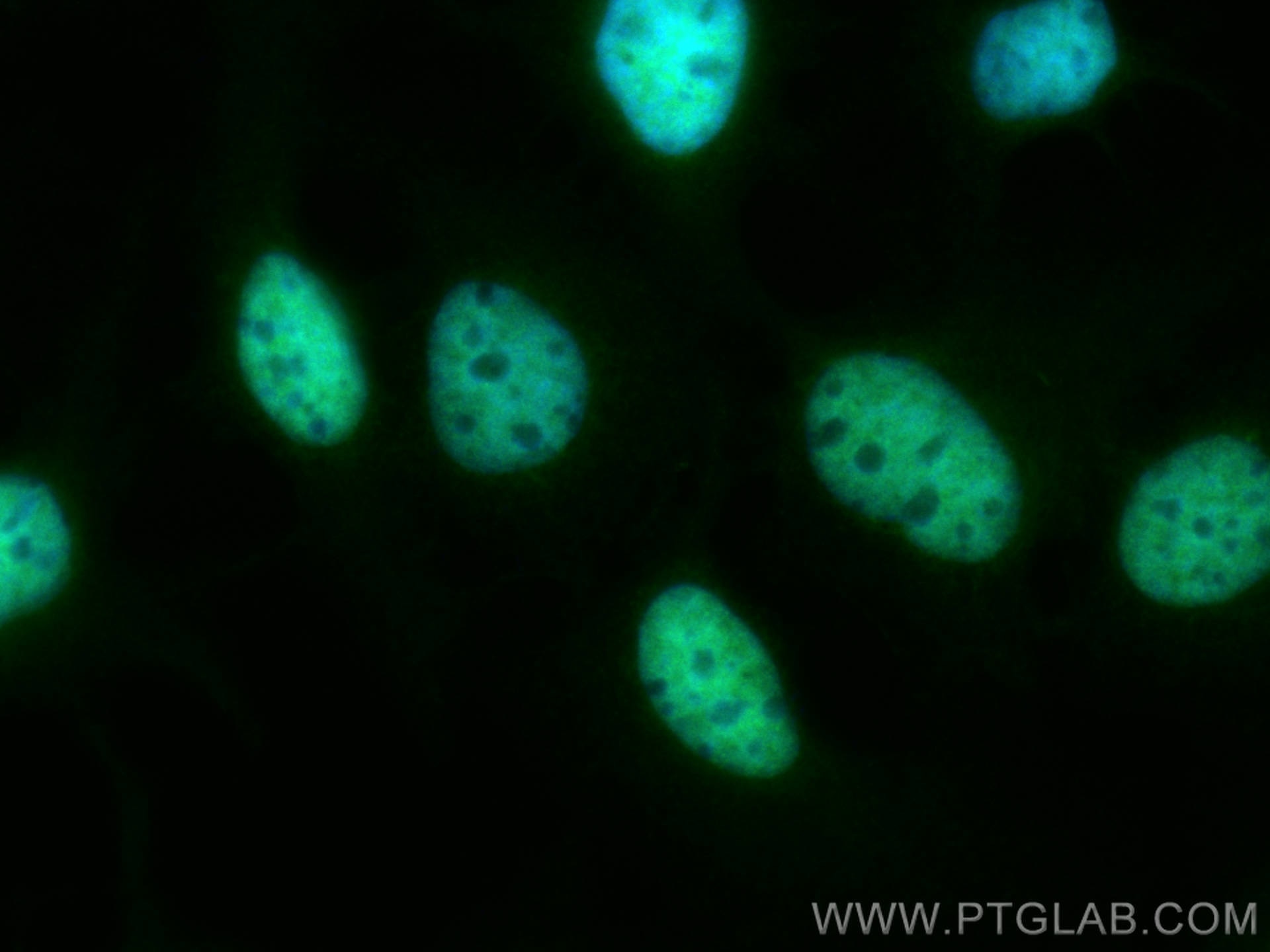 Immunofluorescence (IF) / fluorescent staining of HuH-7 cells using CoraLite® Plus 488-conjugated PROX1 Monoclonal ant (CL488-67438)