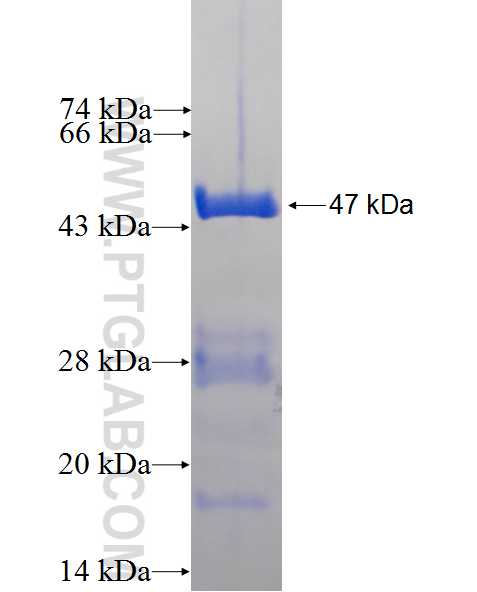 PROX1 fusion protein Ag0457 SDS-PAGE