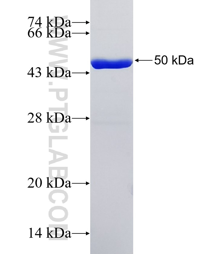 PROX1 fusion protein Ag1543 SDS-PAGE