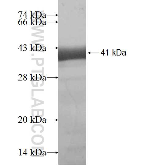 PROX1 fusion protein Ag9681 SDS-PAGE