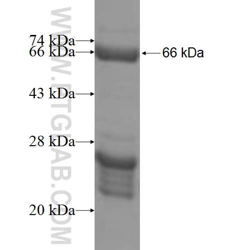 PROX1 fusion protein Ag9727 SDS-PAGE