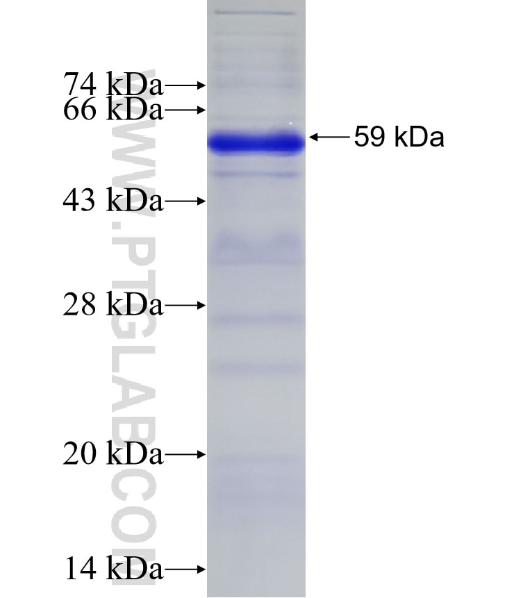 PROZ fusion protein Ag13051 SDS-PAGE