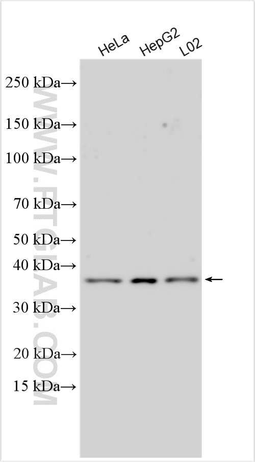 Western Blot (WB) analysis of various lysates using PRPF18 Polyclonal antibody (10261-1-AP)