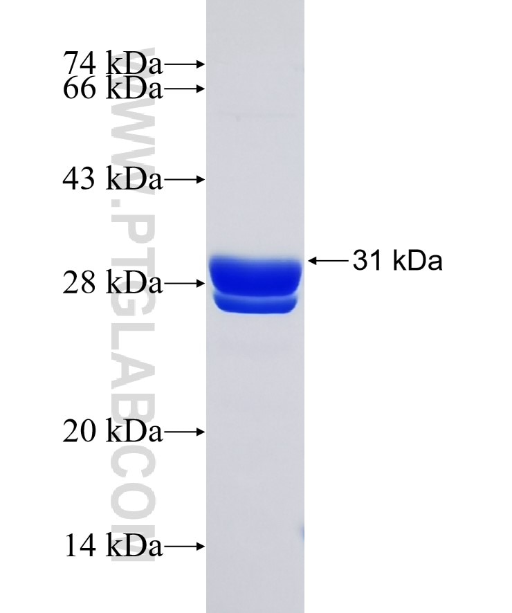 PRPF18 fusion protein Ag0329 SDS-PAGE