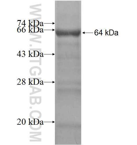 PRPF19 fusion protein Ag7700 SDS-PAGE