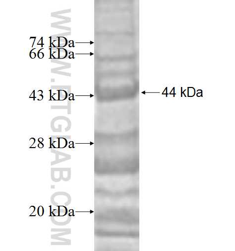 PRPF19 fusion protein Ag7865 SDS-PAGE