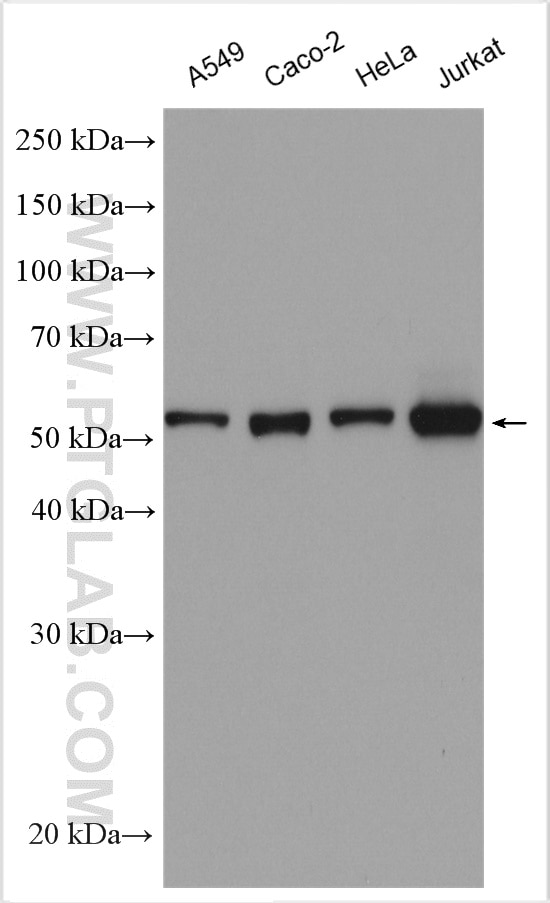 Western Blot (WB) analysis of various lysates using PRPF31 Polyclonal antibody (27750-1-AP)