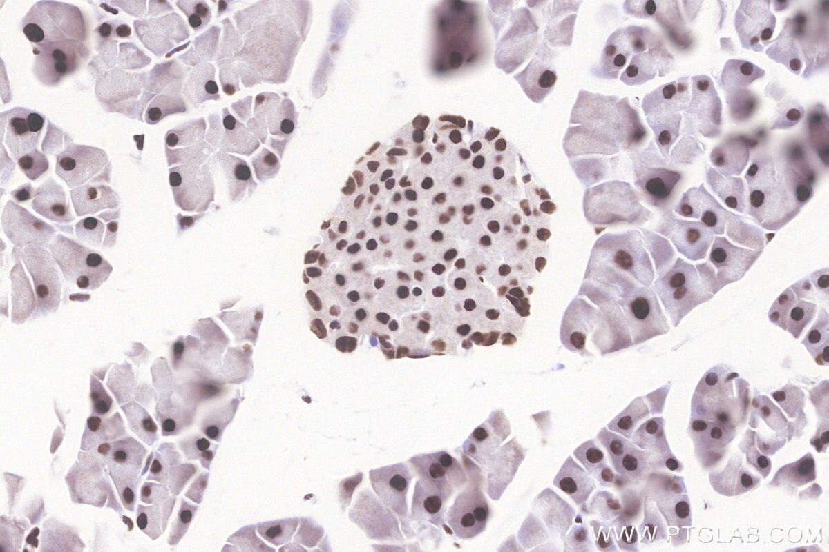 Immunohistochemistry (IHC) staining of mouse pancreas tissue using PRPF31 Recombinant monoclonal antibody (86315-1-RR)