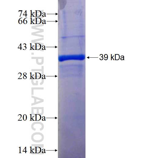 PRPF31 fusion protein Ag26716 SDS-PAGE