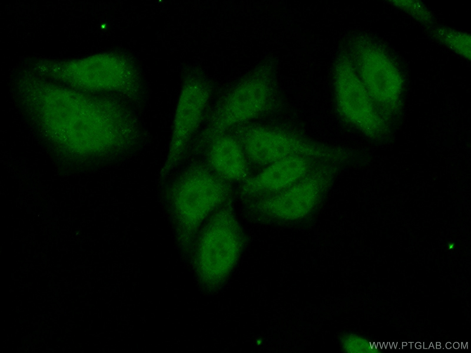 Immunofluorescence (IF) / fluorescent staining of HepG2 cells using PRPF38A Polyclonal antibody (24946-1-AP)