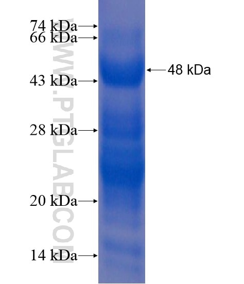 PRPF38A fusion protein Ag20980 SDS-PAGE