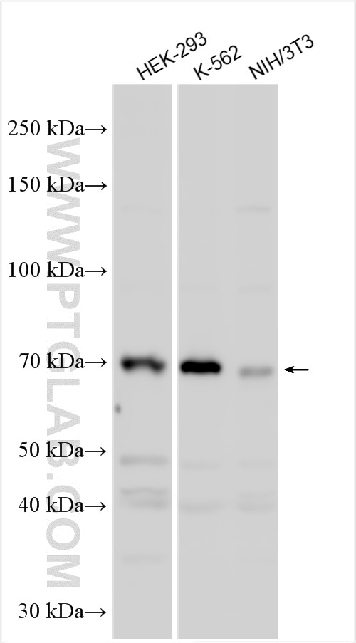 Western Blot (WB) analysis of various lysates using PRPF38B Polyclonal antibody (23901-1-AP)