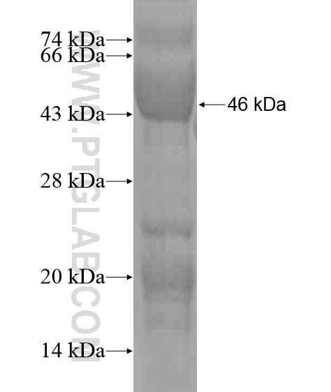 PRPF38B fusion protein Ag20983 SDS-PAGE