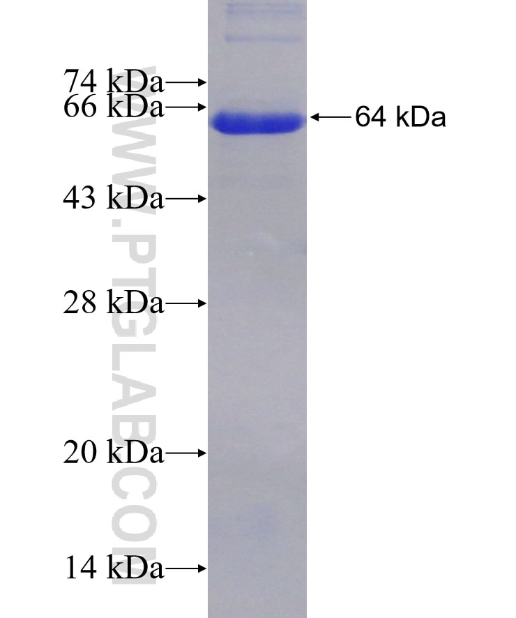 PRPF39 fusion protein Ag21683 SDS-PAGE