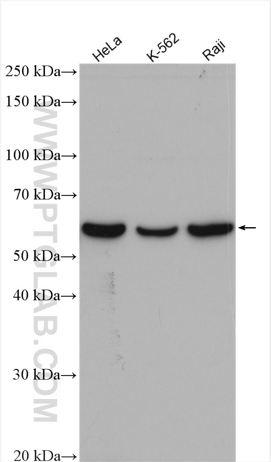 Western Blot (WB) analysis of various lysates using PRPF4 Polyclonal antibody (10728-1-AP)
