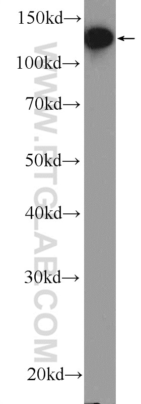 Western Blot (WB) analysis of HEK-293 cells using PRPF40A Polyclonal antibody (17392-1-AP)