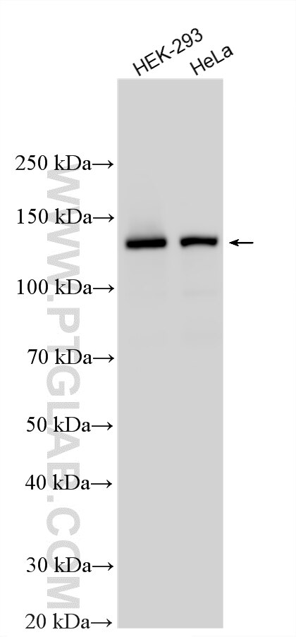 Western Blot (WB) analysis of various lysates using PRPF40A Polyclonal antibody (17392-1-AP)
