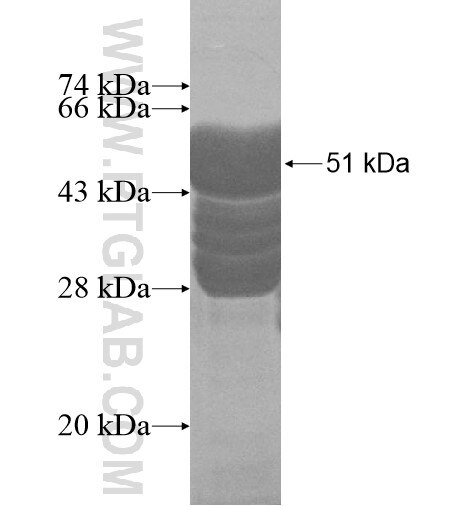 PRPF40A fusion protein Ag11290 SDS-PAGE