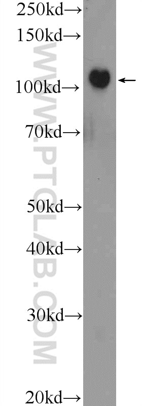 WB analysis of HEK-293 using 23929-1-AP