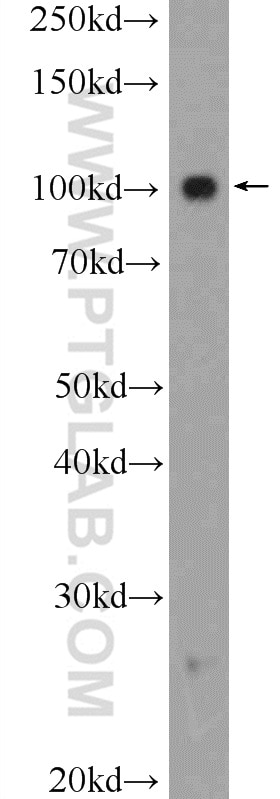 Western Blot (WB) analysis of NIH/3T3 cells using PRPF6 Polyclonal antibody (23929-1-AP)