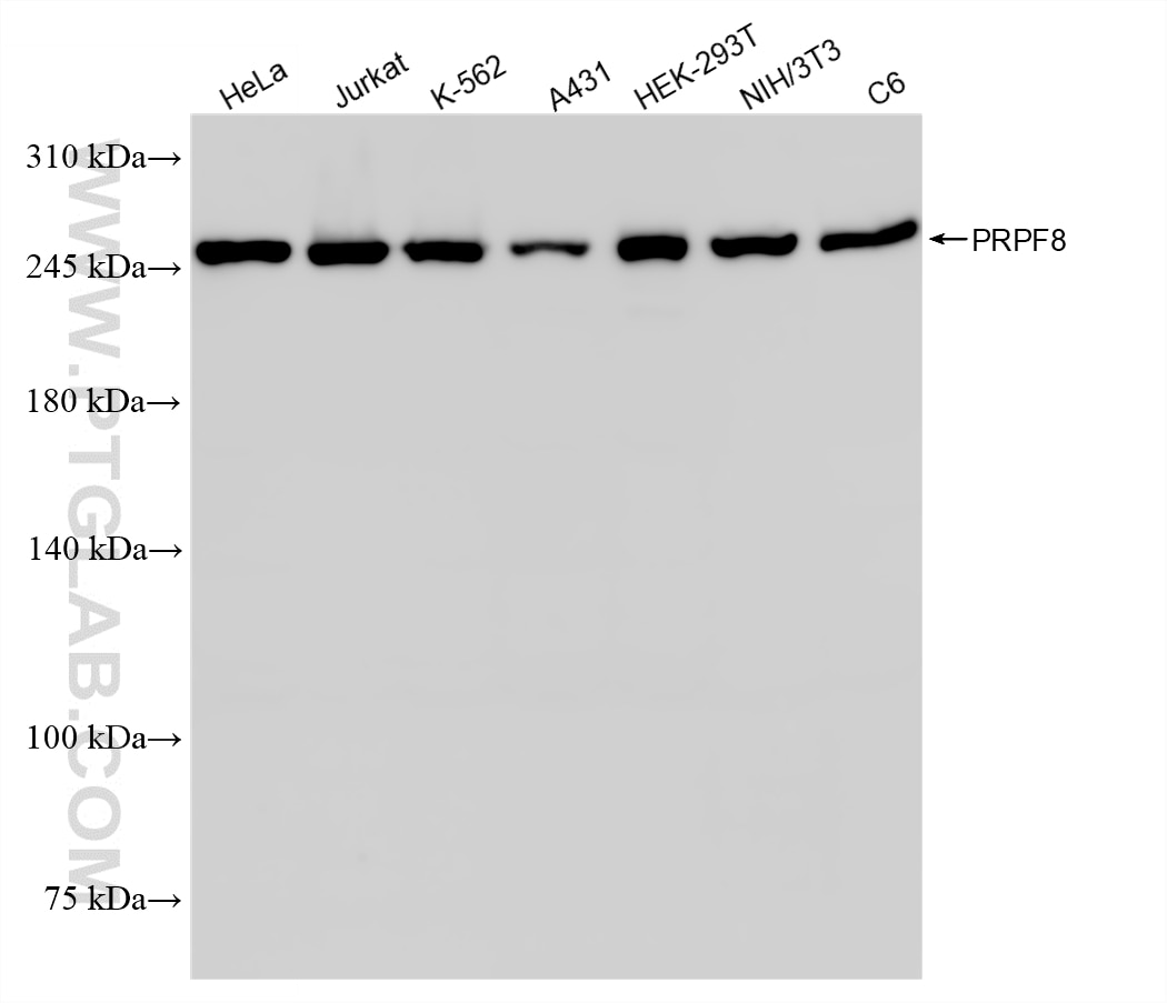 WB analysis using 87982-1-RR (same clone as 87982-1-PBS) Western Blot (WB) analysis of various lysates using PRPF8 Recombinant monoclonal antibody (87982-1-RR)