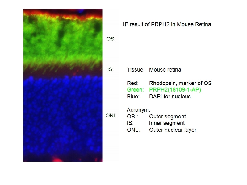 Immunofluorescence (IF) / fluorescent staining of mouse Retina tissue using PRPH2 Polyclonal antibody (18109-1-AP)
