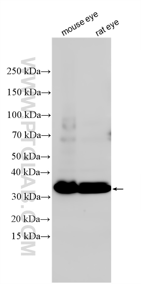Western Blot (WB) analysis of various lysates using PRPH2 Polyclonal antibody (18109-1-AP)