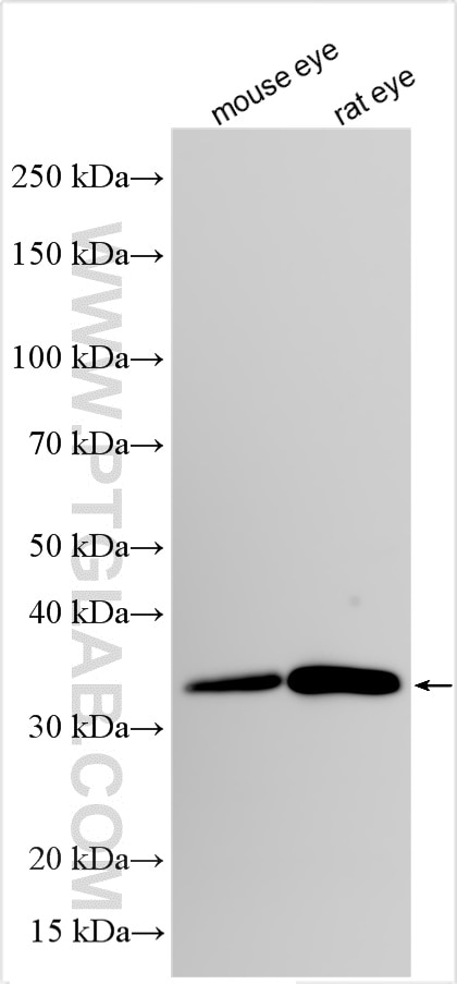 Western Blot (WB) analysis of various lysates using PRPH2 Recombinant antibody (85043-2-RR)